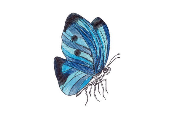 Blue Butterfly Drawing Review